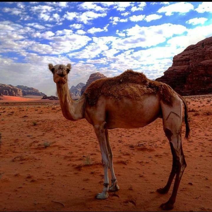 Wadi Rum Local Guide Camp Extérieur photo